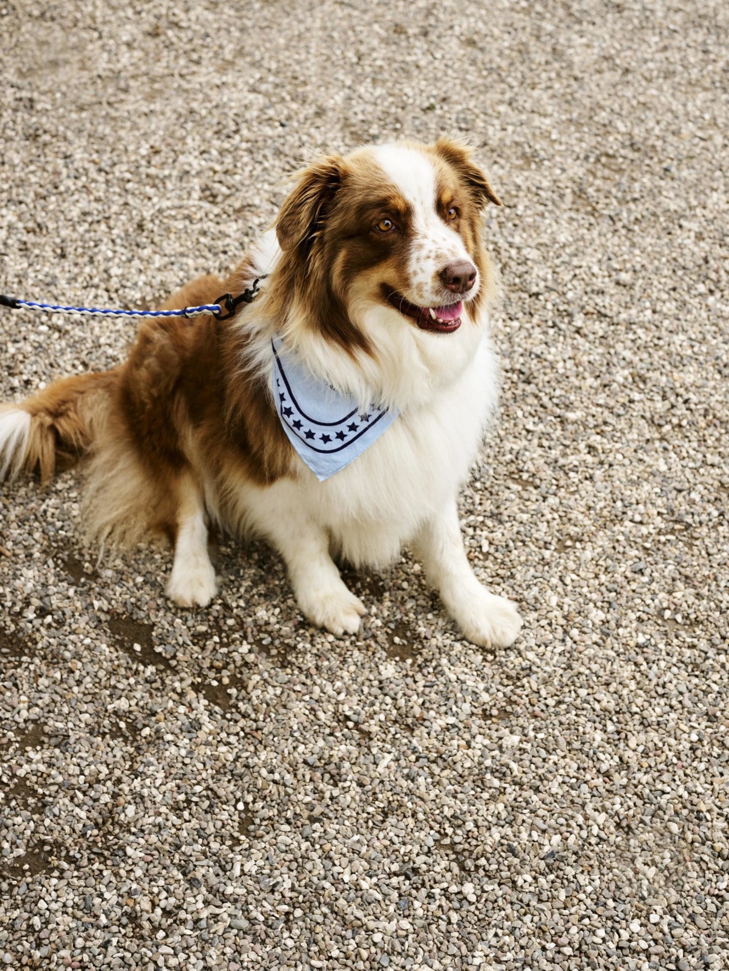 Bandana Light Blue HAY