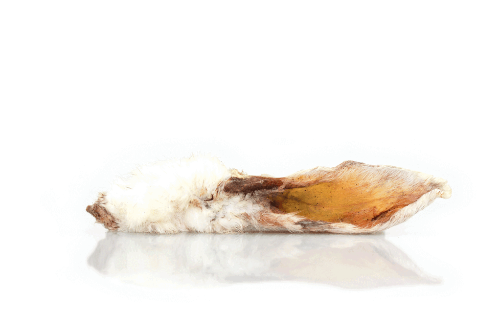 Oreilles de lapin avec poils