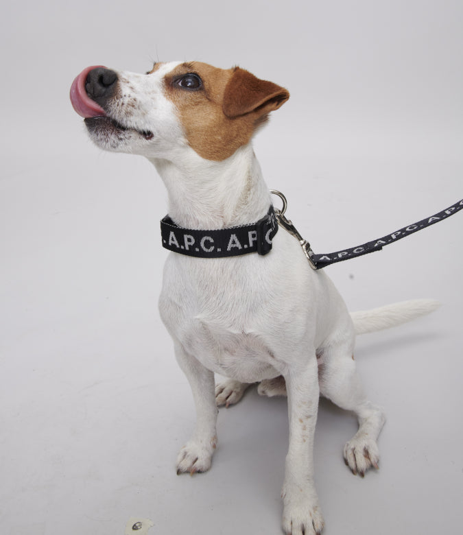 Laisse en sangle A.P.C.