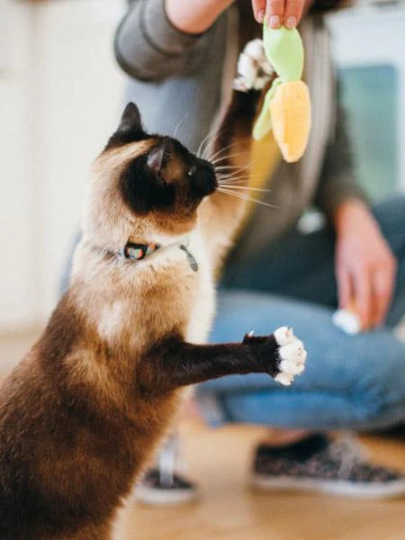 Jouets pour chat Poulet et Maïs