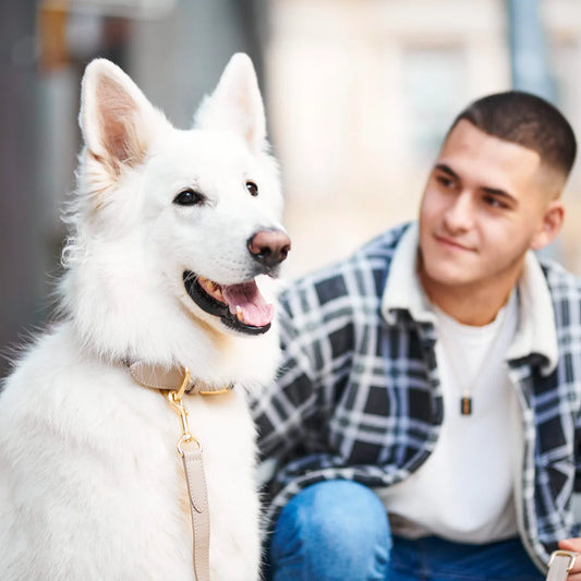 Collier pour chien Sand