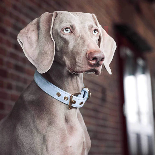 Collier pour chien Sky