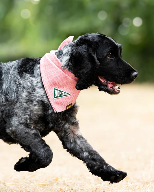 Badge "Zoomies"