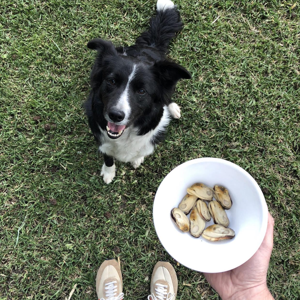 Poudre de moules vertes de Nouvelle-Zélande: Super aliment pour chiens